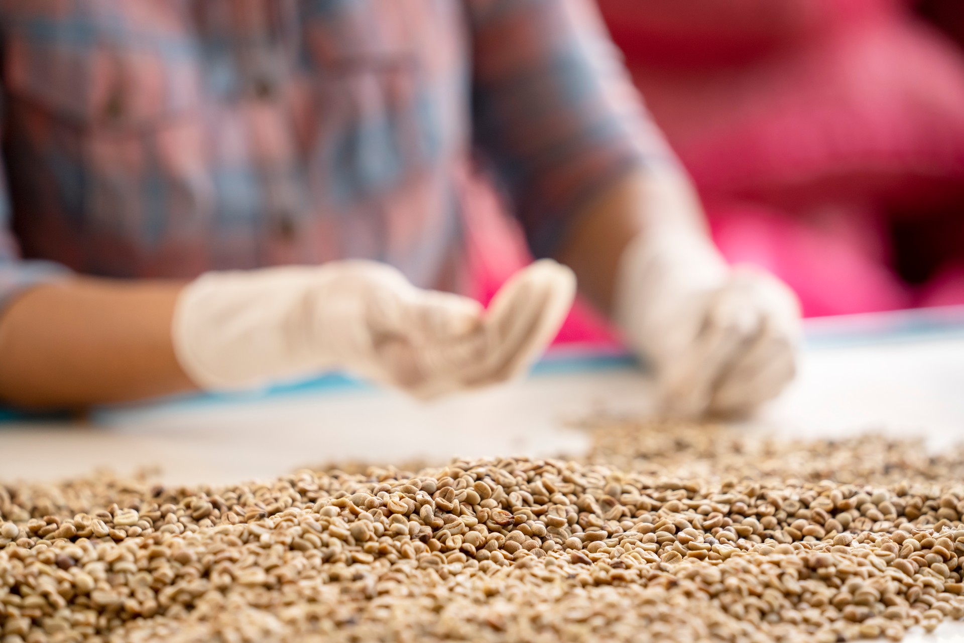 hands collecting the Arabica or Robusta an organic coffee berries beans bad out.